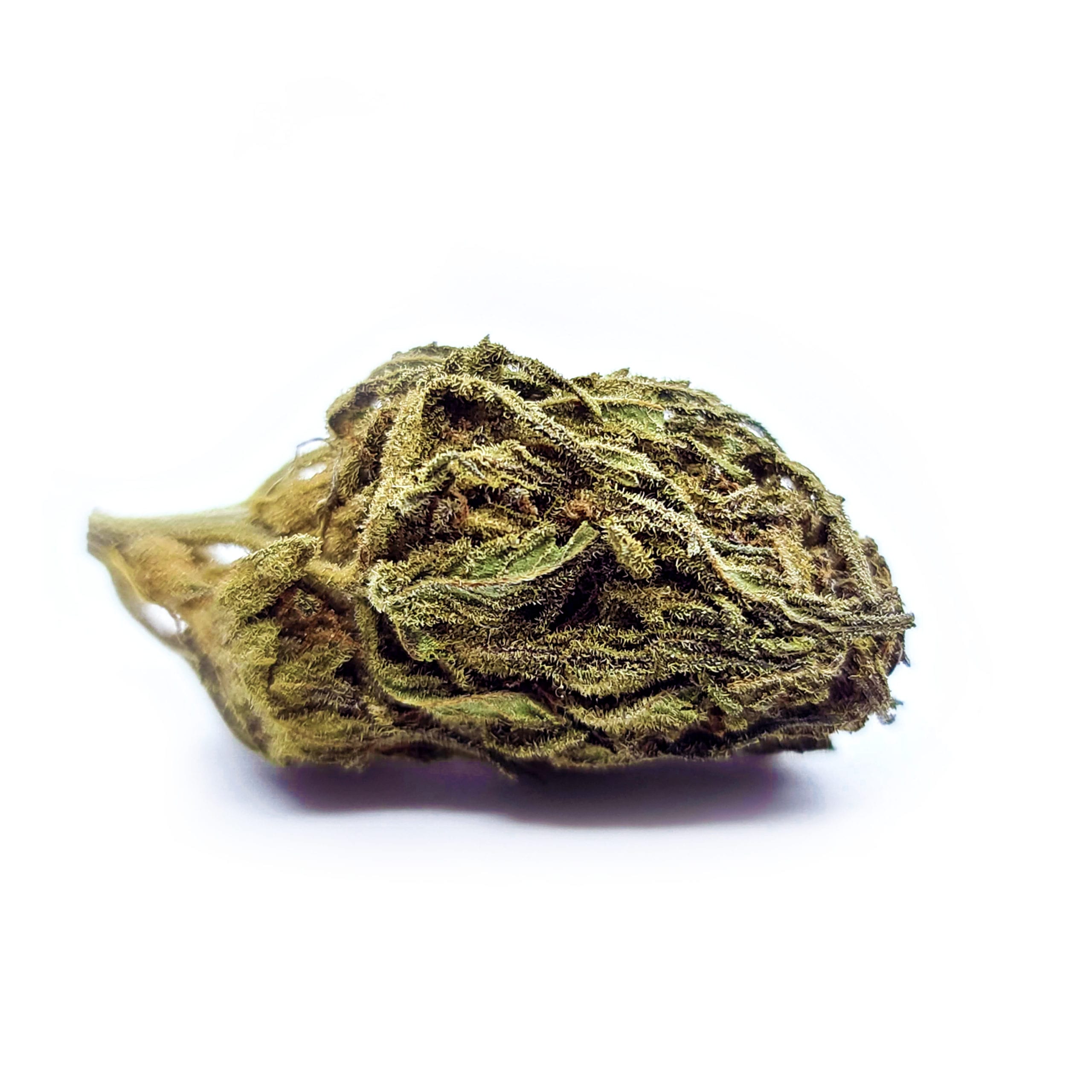AcapulcoGold2